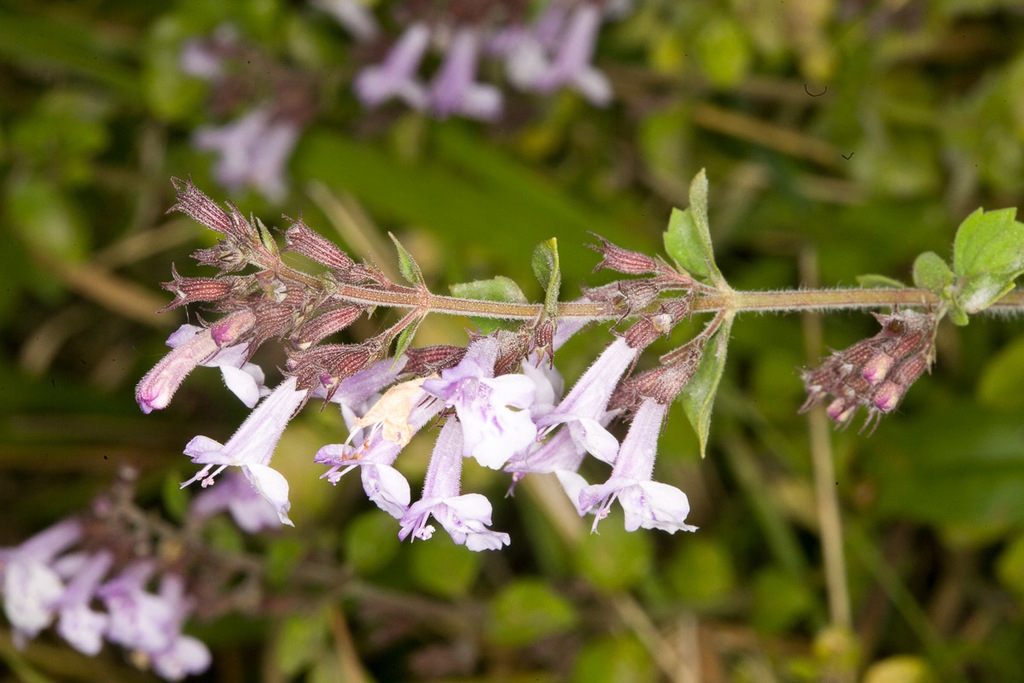 Clusters of tiny, 2-lipped, tubular, white flowers