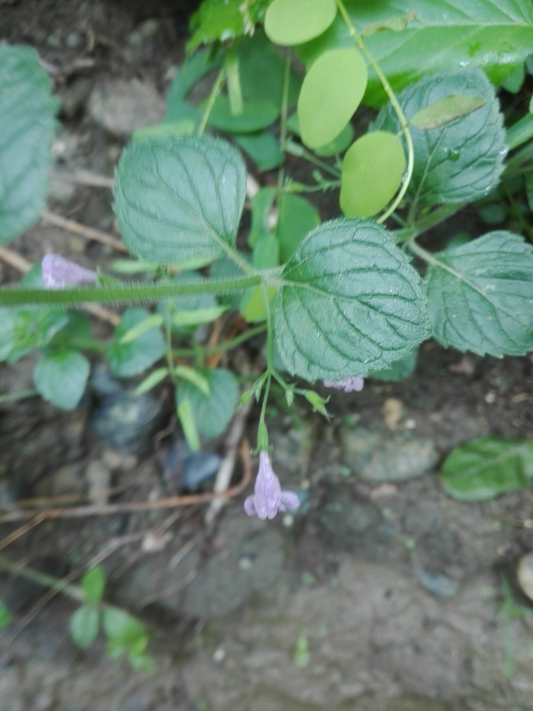 Opposite, nearly circular, small leaves.