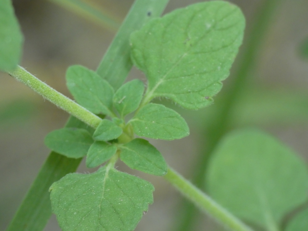 Opposite, nearly circular, small leaves & axillary shoots