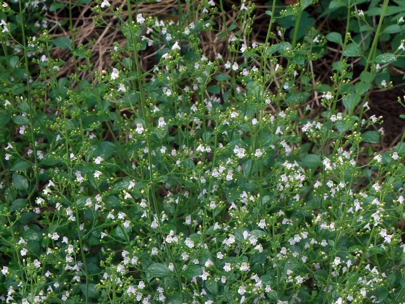Small, fine-textured plant with 100s of tiny white flowers.