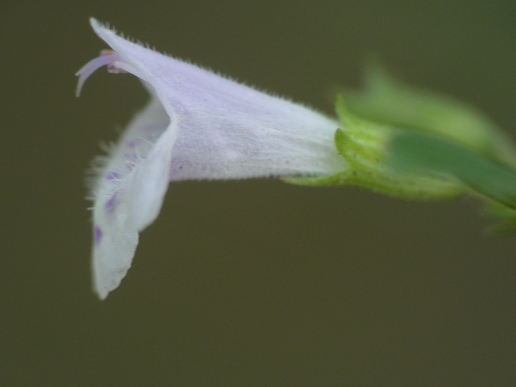 Tiny, 2-lipped, tubular, white flower with green calyx.
