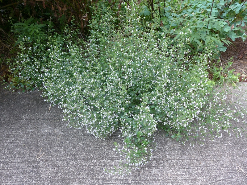 Small, fine-textured plant with 100s of tiny white flowers.