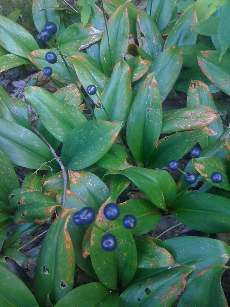 leaves and flowers