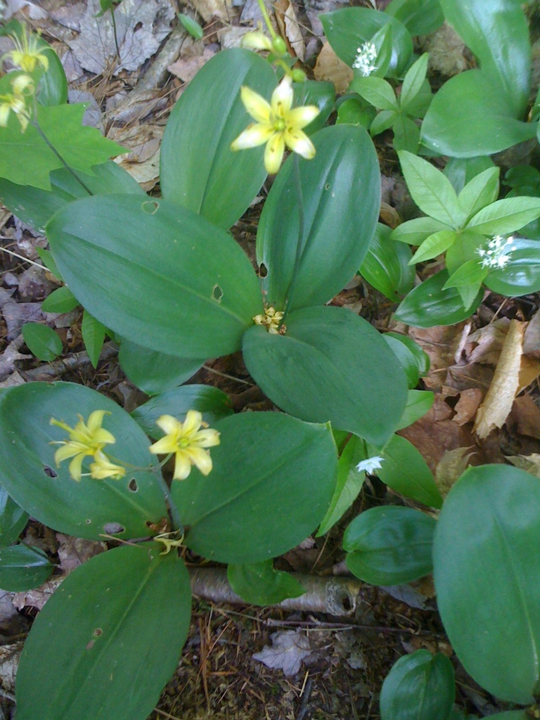 leaves and flowers