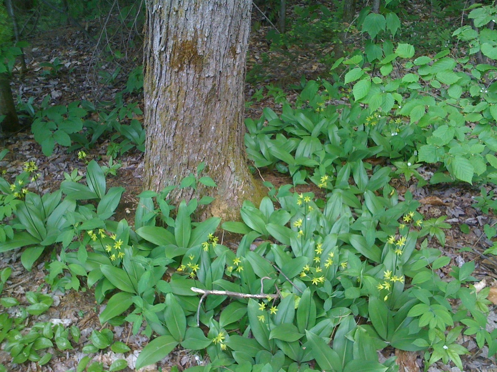leaves and flowers