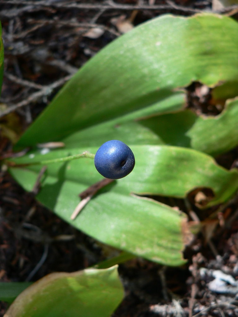 Fruit