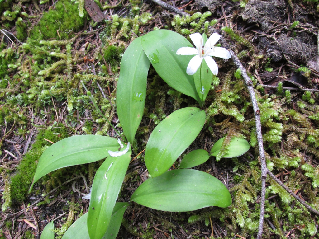 Leaves