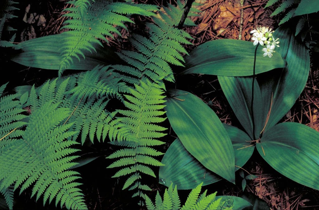 leaves and flowers