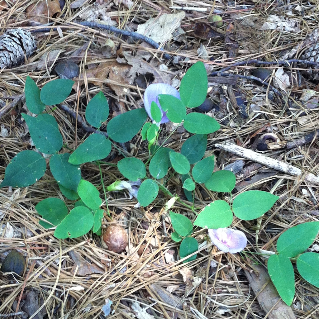 leaves