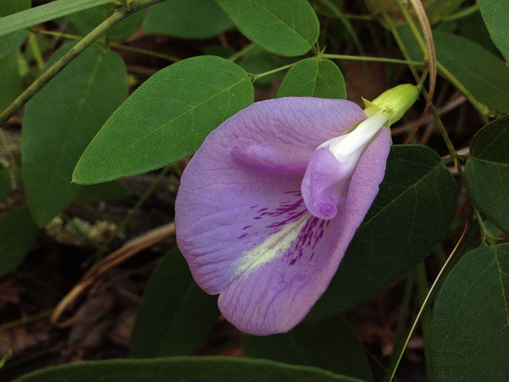 leaves and flowers