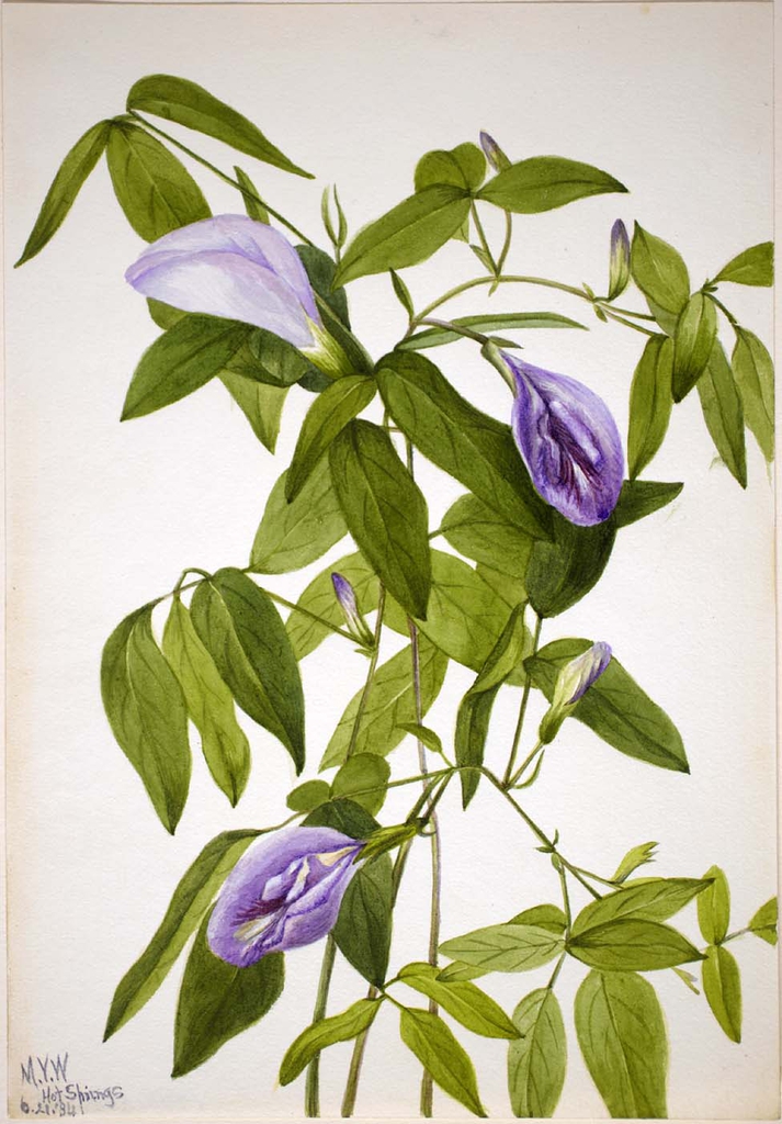 leaves and flowers