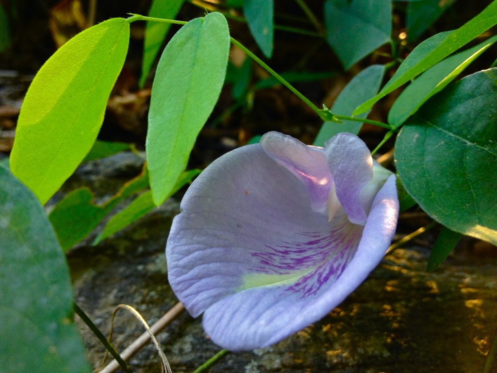 leaves and flowers