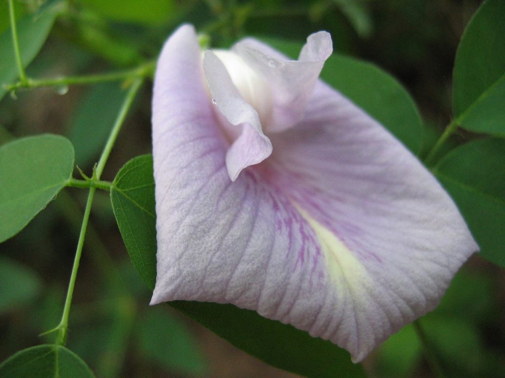leaves and flowers