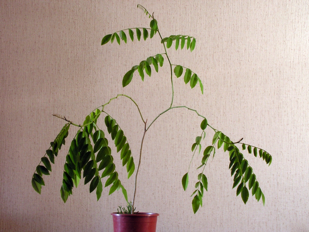 leaves