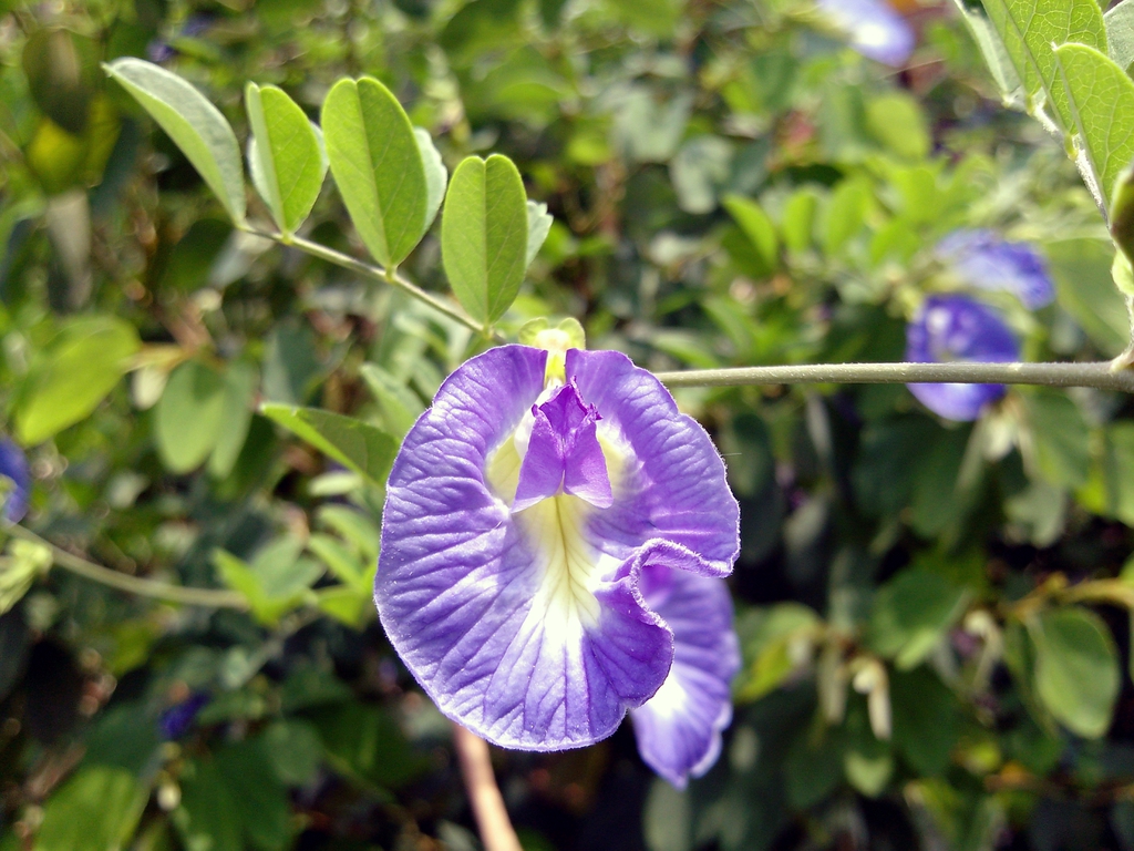 leaves and flowers