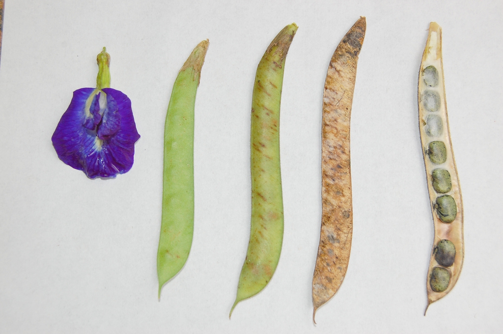 flower and pods