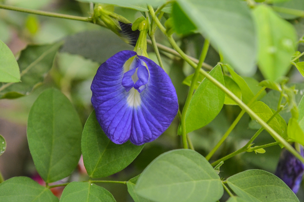 leaves and flowers