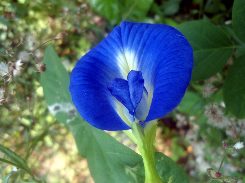 leaves and flowers
