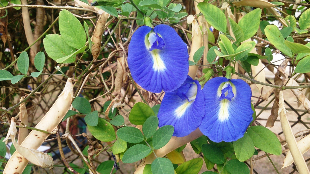 leaves and flowers