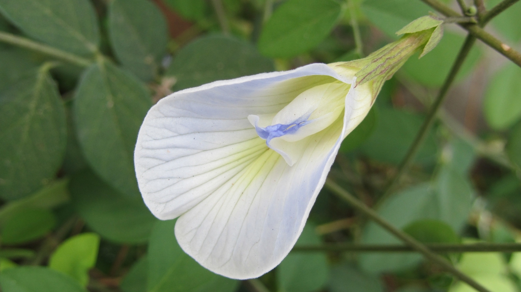 leaves and flowers