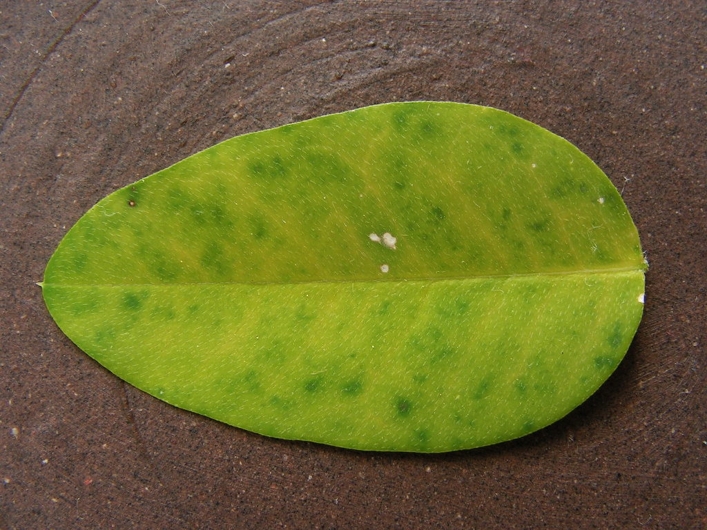 leaf