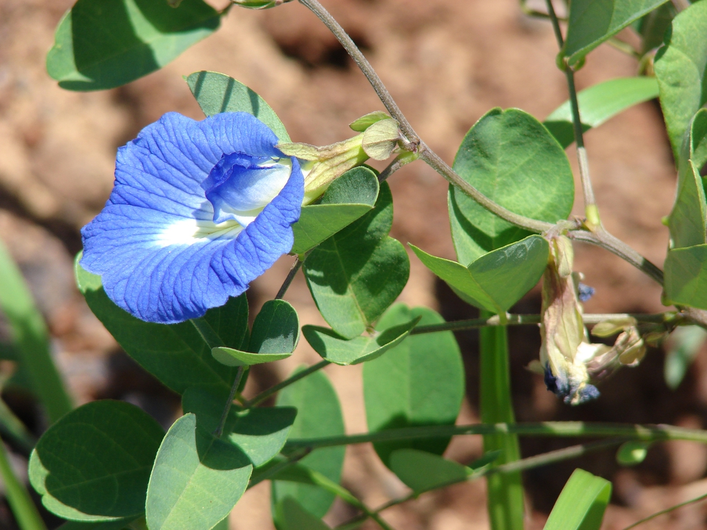 Flower and leaves