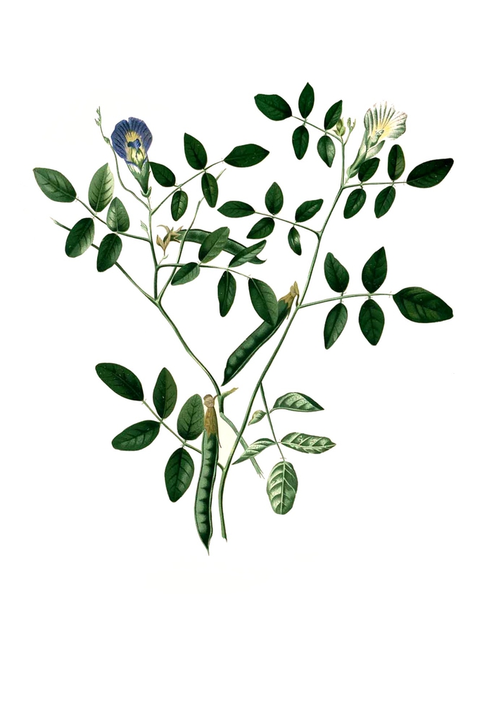 leaves and flowers