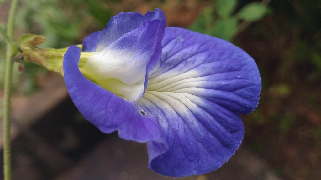 leaves and flowers