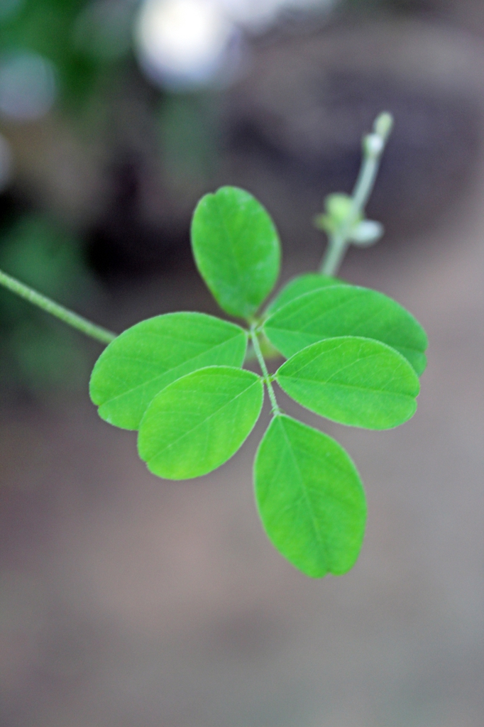 leaves