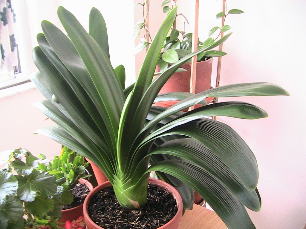 Leaves