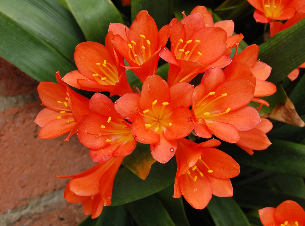 Flower and leaves