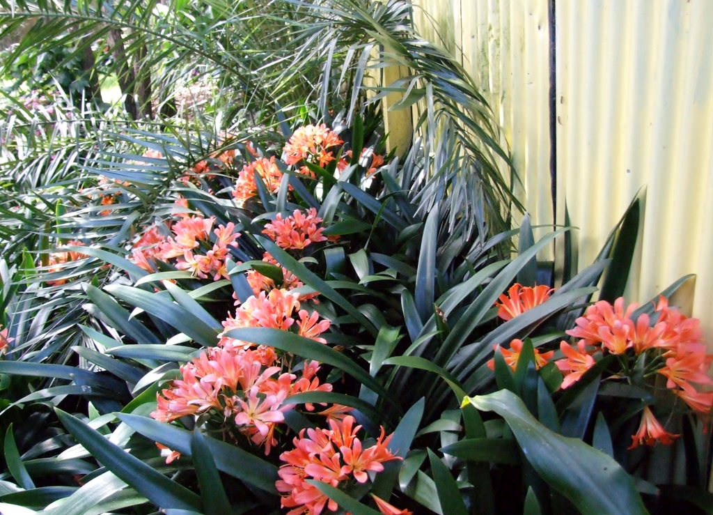 leaves and flowers
