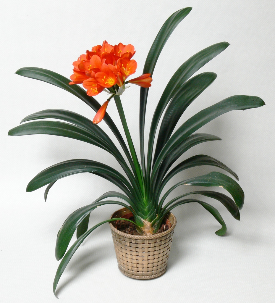 Form