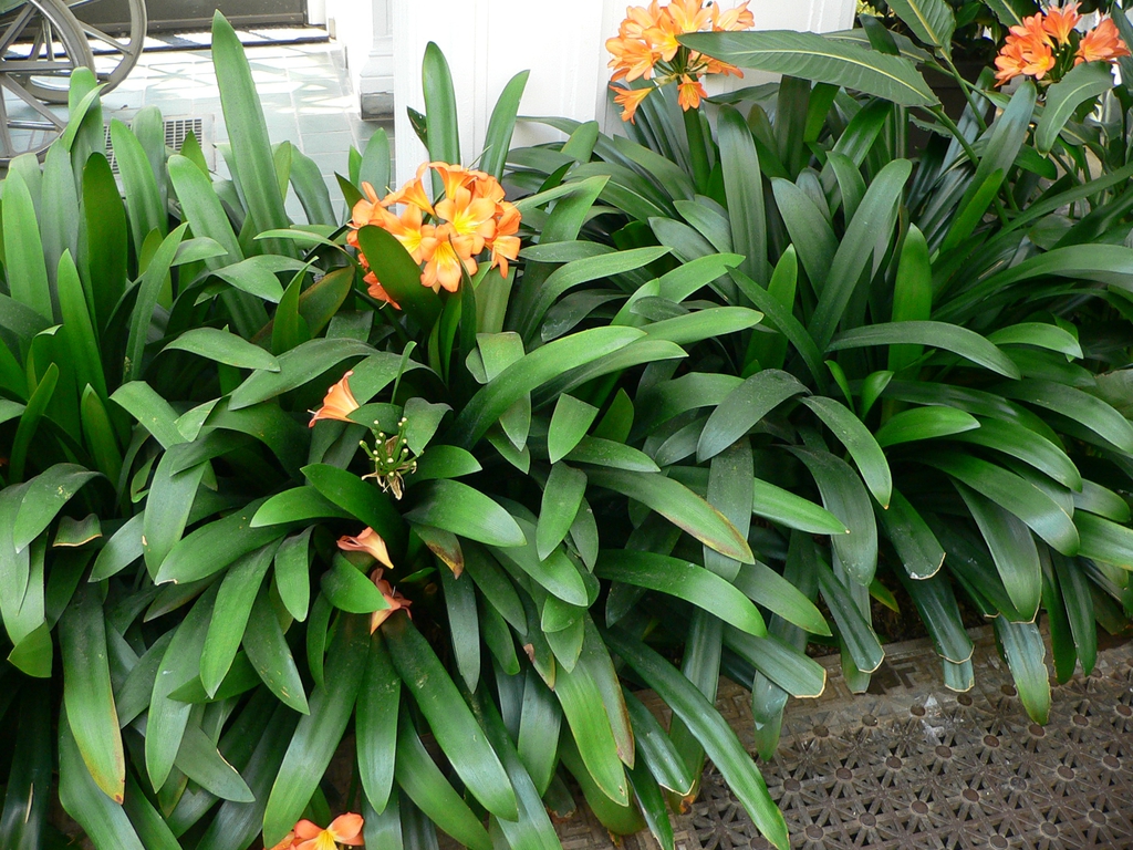 Form