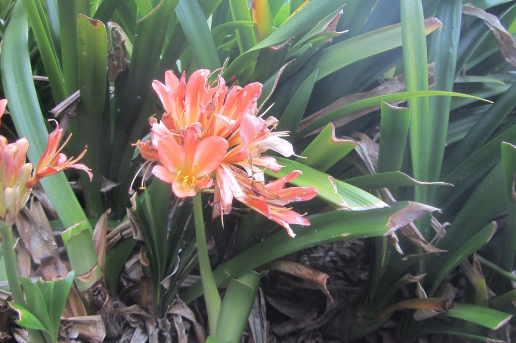Clivia miniata Regel, flowes and leaves