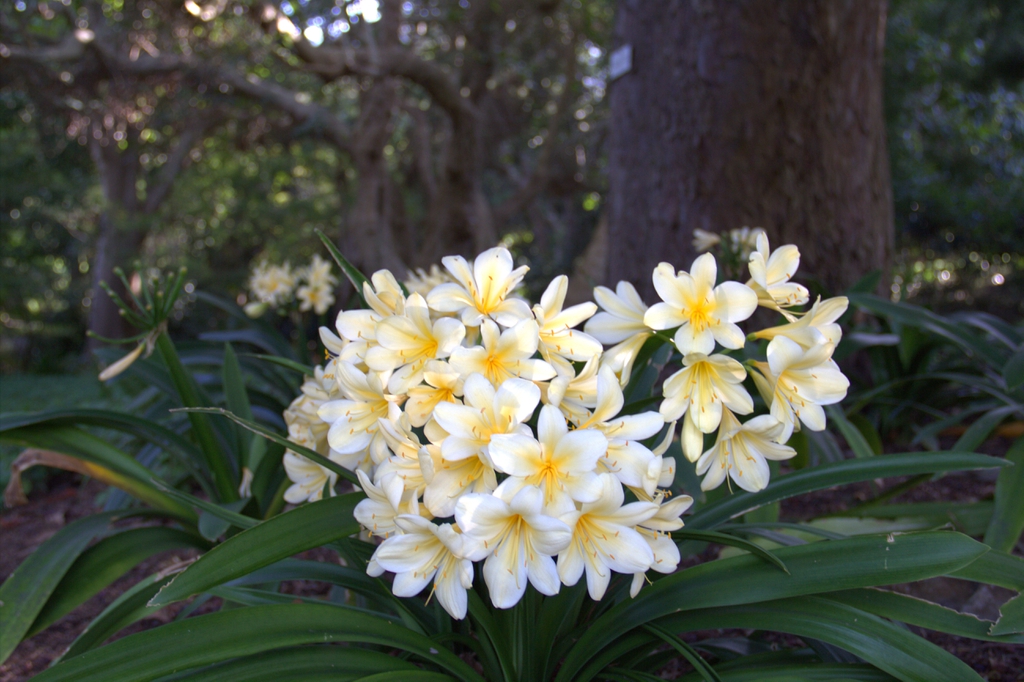 leaves and flowers