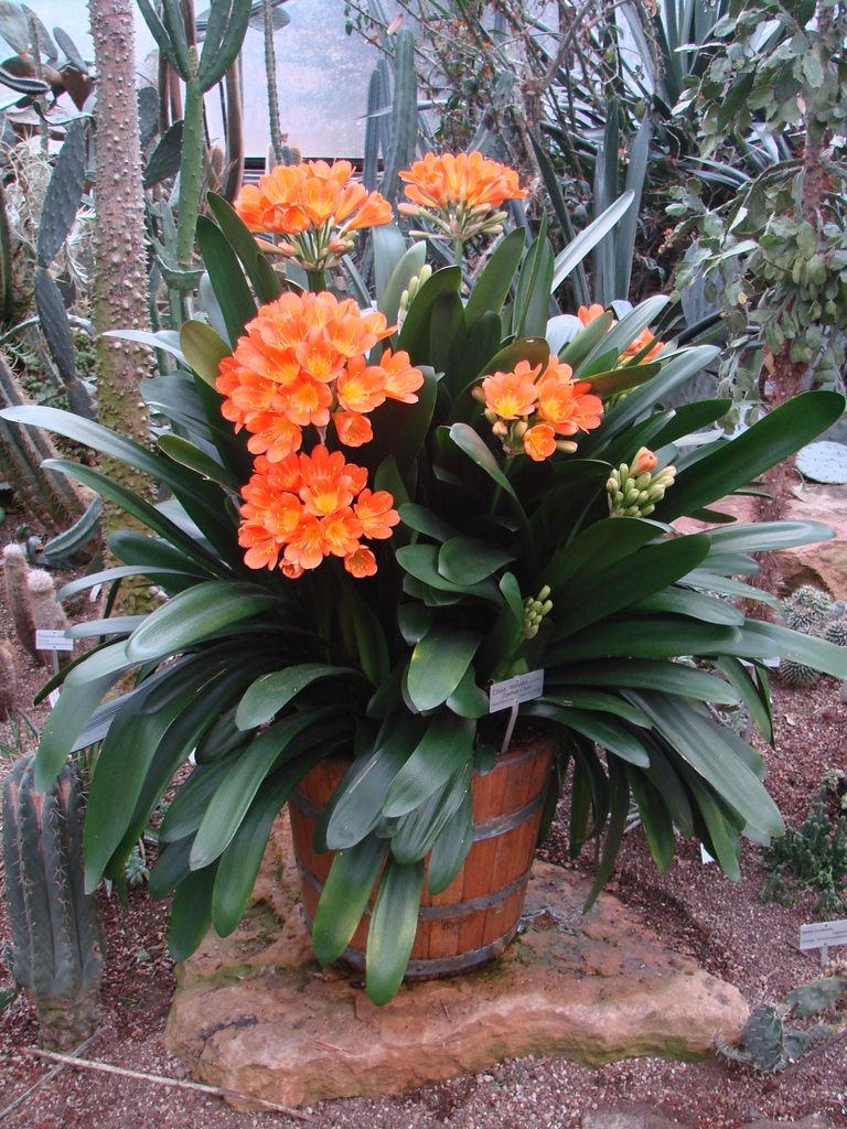 leaves and flowers