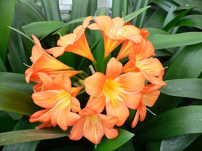 leaves and flowers