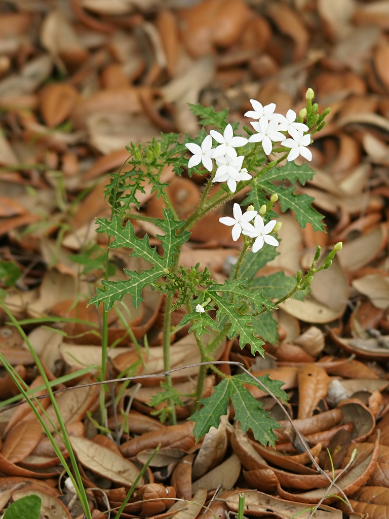 Var. stimulosus Leaves and Flowers