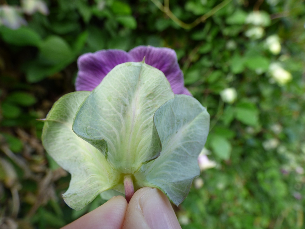 Flower and leaves