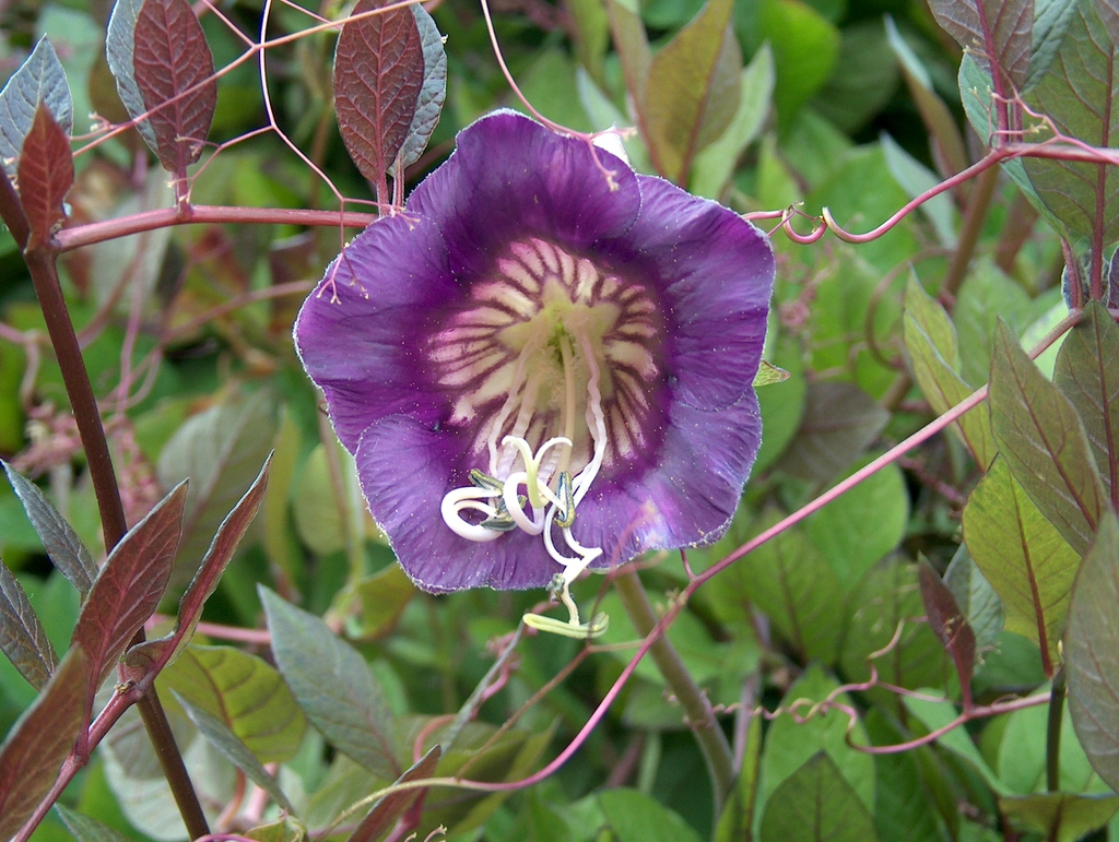 leaves and flower