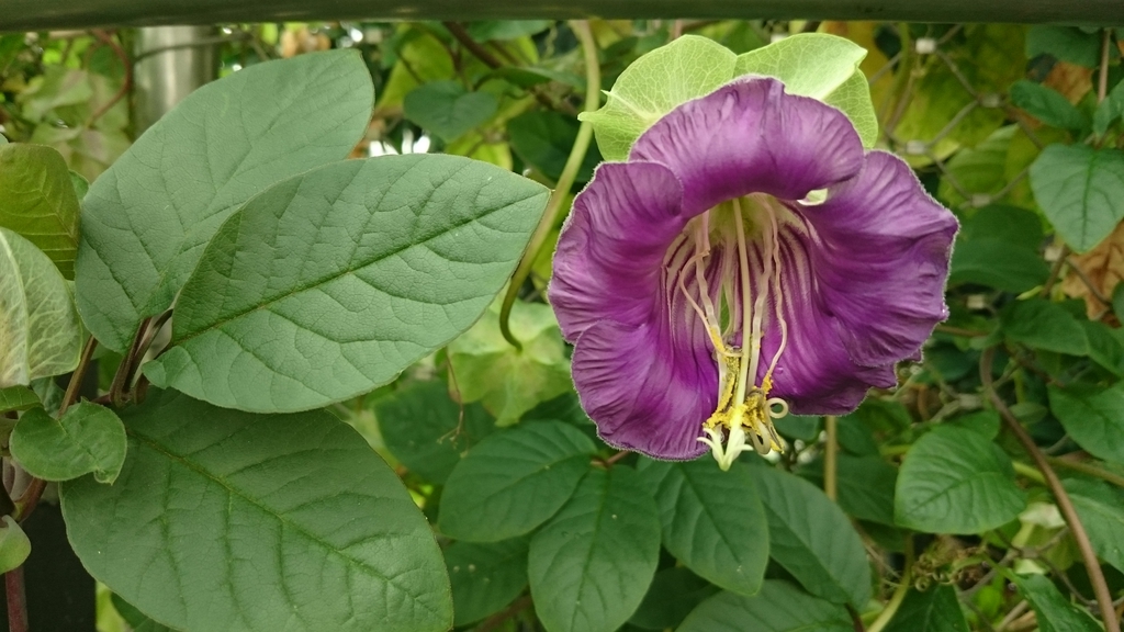 Flower and leaves