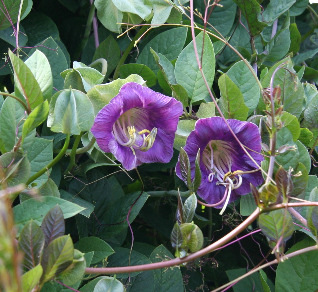 leaves and flowers