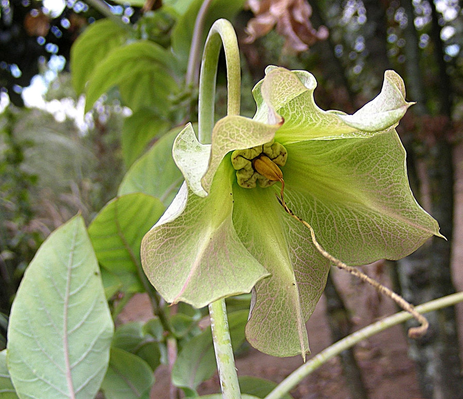 leaves and flower