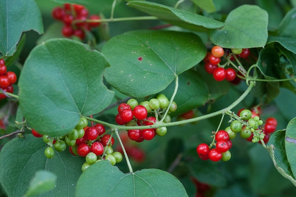 Cocculus carolina