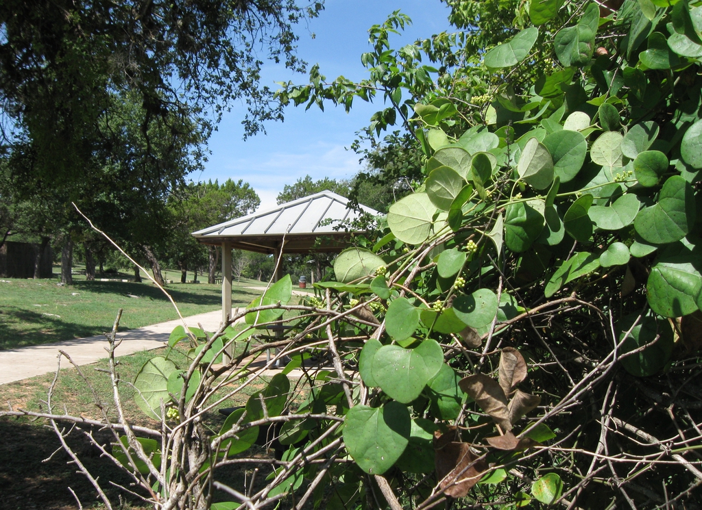 leaves