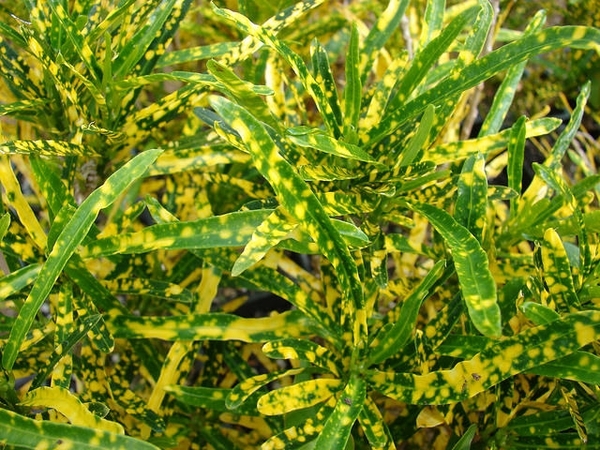 Codiaeum variegatum