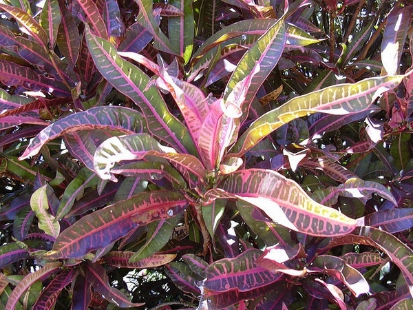Codiaeum variegatum