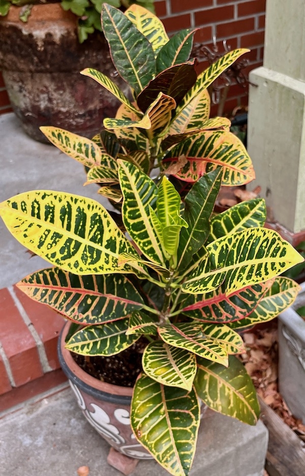 dark green leaves variegated with yellow and pink
