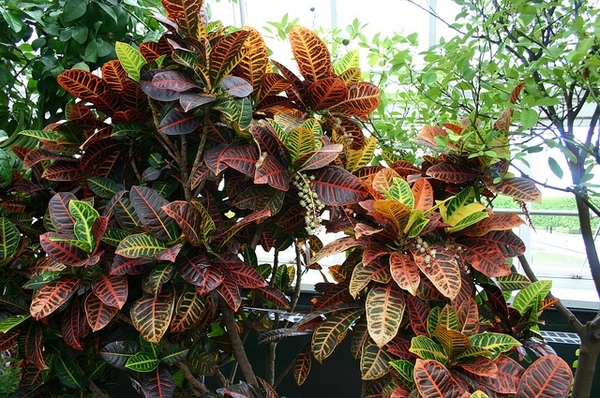 Codiaeum variegatum